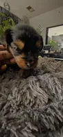 Mamba, a male Yorkshire Terrier for sale in Linden, NJ – 4 of 7