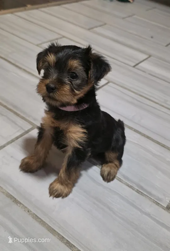 Milly – Yorkshire Terrier puppy for sale in Linden, NJ