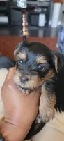 Mac, a male Yorkshire Terrier for sale in Linden, NJ – 7 of 8