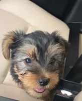 Mac, a male Yorkshire Terrier for sale in Linden, NJ – 4 of 8
