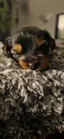 Mamba, a male Yorkshire Terrier for sale in Linden, NJ – 3 of 7