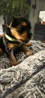 Milly, a female Yorkshire Terrier for sale in Linden, NJ – 2 of 5