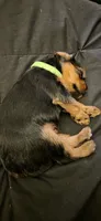 Milly, a female Yorkshire Terrier for sale in Linden, NJ – 5 of 5