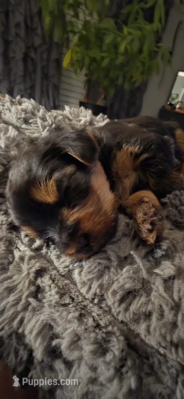 Mamba – Yorkshire Terrier puppy for sale in Linden, NJ