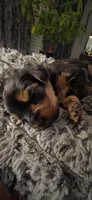 Mamba, a male Yorkshire Terrier for sale in Linden, NJ – 1 of 7