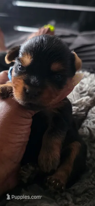 Mac – Yorkshire Terrier puppy for sale in Linden, NJ