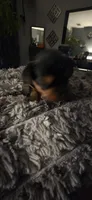 Mamba, a male Yorkshire Terrier for sale in Linden, NJ – 2 of 7