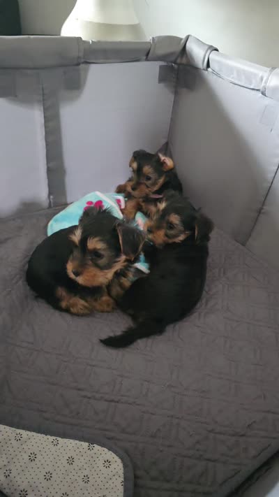 Mac, a male Yorkshire Terrier for sale in Linden, NJ – 3 of 8