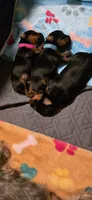 Mac, a male Yorkshire Terrier for sale in Linden, NJ – 6 of 6