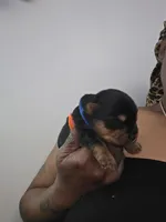 Mac, a male Yorkshire Terrier for sale in Linden, NJ – 4 of 6