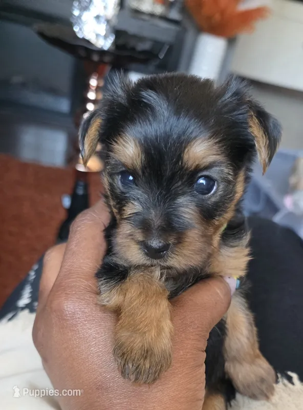 Milly – Yorkshire Terrier puppy for sale in Linden, NJ
