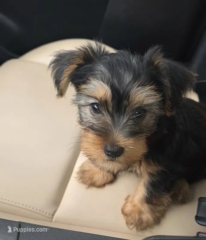 Mamba – Yorkshire Terrier puppy for sale in Linden, NJ