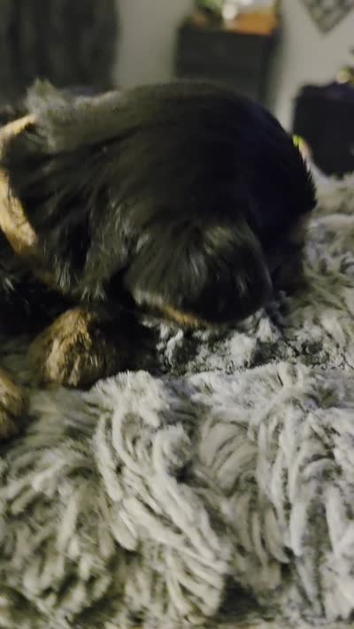 Mamba, a male Yorkshire Terrier for sale in Linden, NJ – 7 of 7