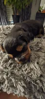 Mamba, a male Yorkshire Terrier for sale in Linden, NJ – 5 of 7
