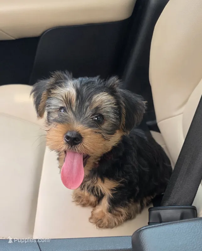 Mac – Yorkshire Terrier puppy for sale in Linden, NJ