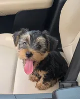 Mac, a male Yorkshire Terrier for sale in Linden, NJ – 1 of 8