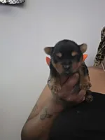 Mac, a male Yorkshire Terrier for sale in Linden, NJ – 2 of 6