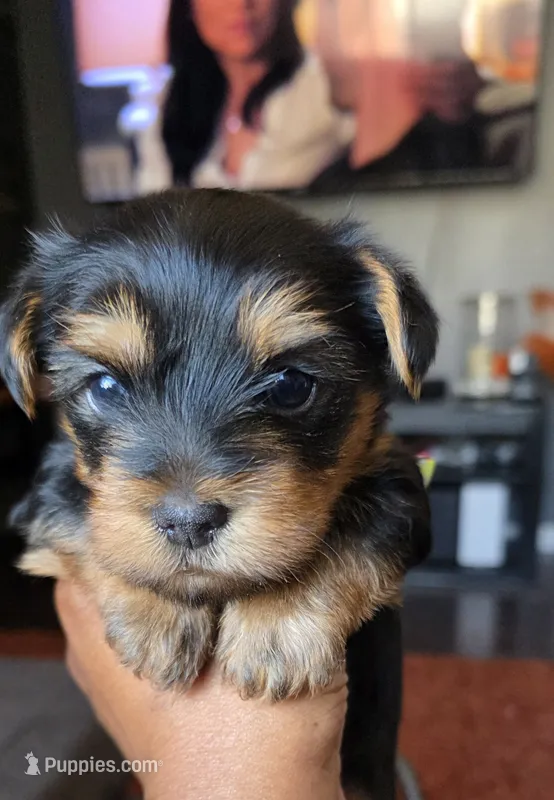 Mac – Yorkshire Terrier puppy for sale in Linden, NJ