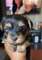 Mac, a male Yorkshire Terrier for sale in Linden, NJ – 6 of 8