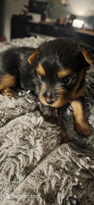 Milly, a female Yorkshire Terrier for sale in Linden, NJ – 1 of 5