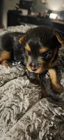Milly, a female Yorkshire Terrier for sale in Linden, NJ – 1 of 5