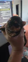 Mac, a male Yorkshire Terrier for sale in Linden, NJ – 3 of 6