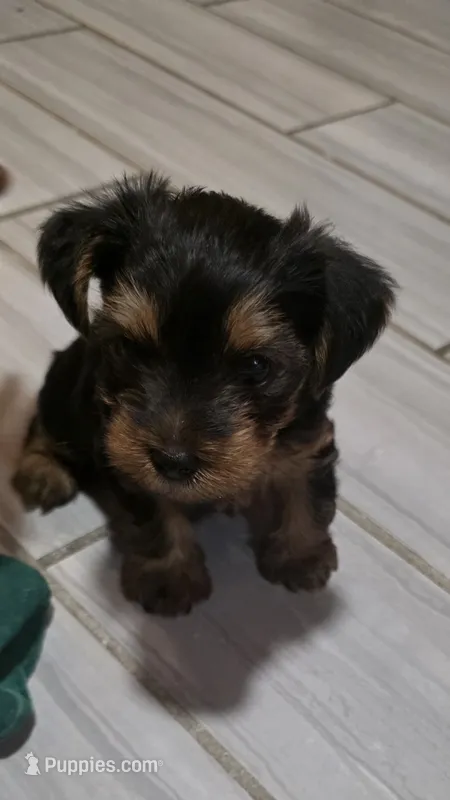 Mamba – Yorkshire Terrier puppy for sale in Linden, NJ