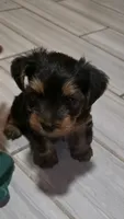 Mamba, a male Yorkshire Terrier for sale in Linden, NJ – 4 of 10