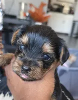 Mamba, a male Yorkshire Terrier for sale in Linden, NJ – 8 of 10