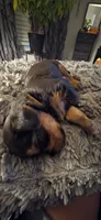 Mamba, a male Yorkshire Terrier for sale in Linden, NJ – 6 of 7