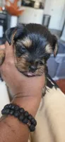 Mamba, a male Yorkshire Terrier for sale in Linden, NJ – 7 of 10