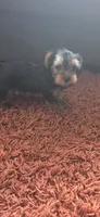 Mamba, a male Yorkshire Terrier for sale in Linden, NJ – 3 of 10