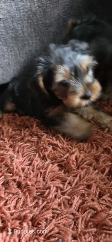 Mamba – Yorkshire Terrier puppy for sale in Linden, NJ