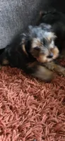 Mamba, a male Yorkshire Terrier for sale in Linden, NJ – 2 of 10