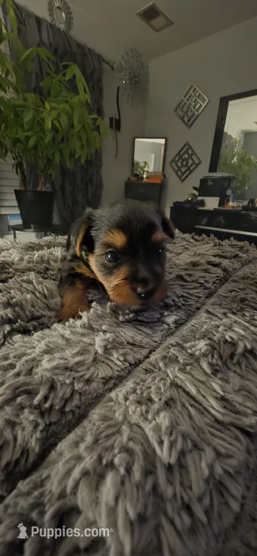 Mac – Yorkshire Terrier puppy for sale in Linden, NJ