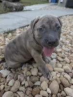Américan pitbull, a male American Pit Bull Terrier for sale in Tampa, FL – 2 of 9