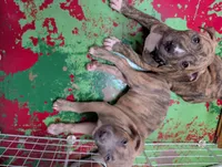 Américan pitbull, a male American Pit Bull Terrier for sale in Tampa, FL – 8 of 9