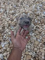 Américan pitbull, a male American Pit Bull Terrier for sale in Tampa, FL – 6 of 9