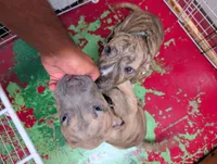 Américan pitbull, a male American Pit Bull Terrier for sale in Tampa, FL – 9 of 9