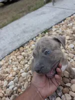 Américan pitbull, a male American Pit Bull Terrier for sale in Tampa, FL – 5 of 9