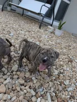 Américan pitbull, a male American Pit Bull Terrier for sale in Tampa, FL – 4 of 9