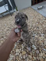 Américan pitbull, a male American Pit Bull Terrier for sale in Tampa, FL – 3 of 9