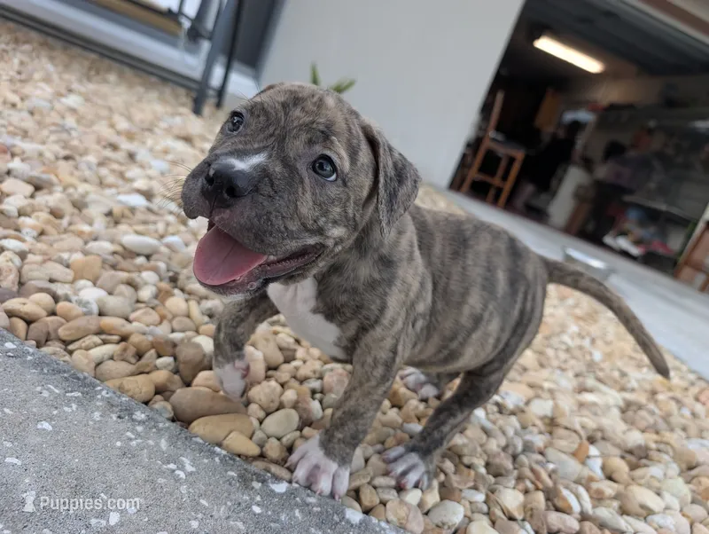 Américan pitbull – American Pit Bull Terrier puppy for sale in Tampa, FL