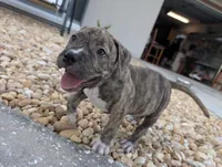 Américan pitbull, a male American Pit Bull Terrier for sale in Tampa, FL – 1 of 9