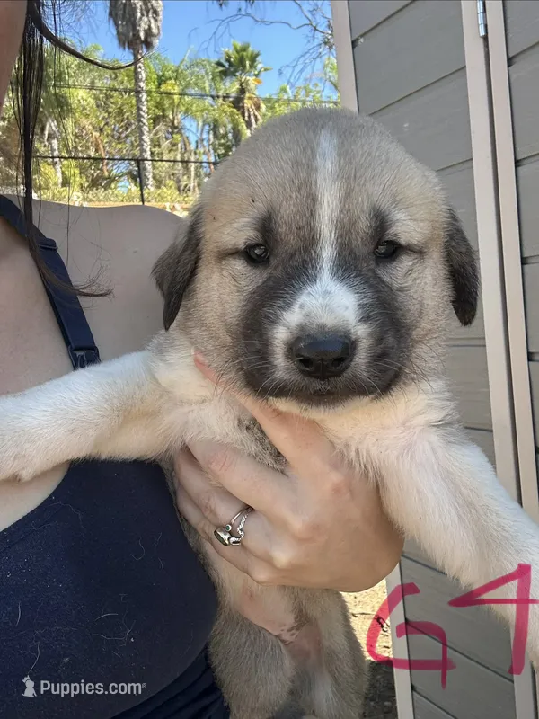 Georgia  – Anatolian Shepherd Dog puppy for sale in Fallbrook, CA