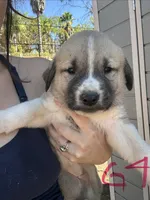 Georgia , a female Anatolian Shepherd Dog for sale in Fallbrook, CA – 1 of 1