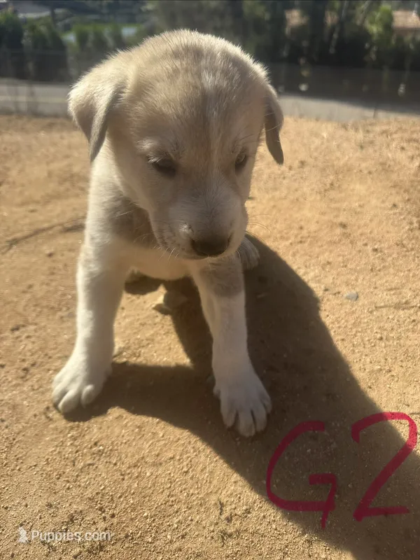 Rosie – Anatolian Shepherd Dog puppy for sale in Fallbrook, CA