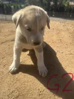 Rosie, a female Anatolian Shepherd Dog for sale in Fallbrook, CA – 1 of 1