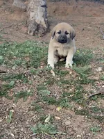 Belle , a female Anatolian Shepherd Dog for sale in Fallbrook, CA – Photo 3 of 3