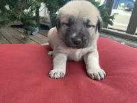 Belle , a female Anatolian Shepherd Dog for sale in Fallbrook, CA – Photo 2 of 3